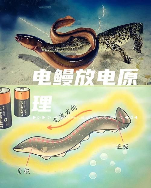 鰻魚身體結構示意圖