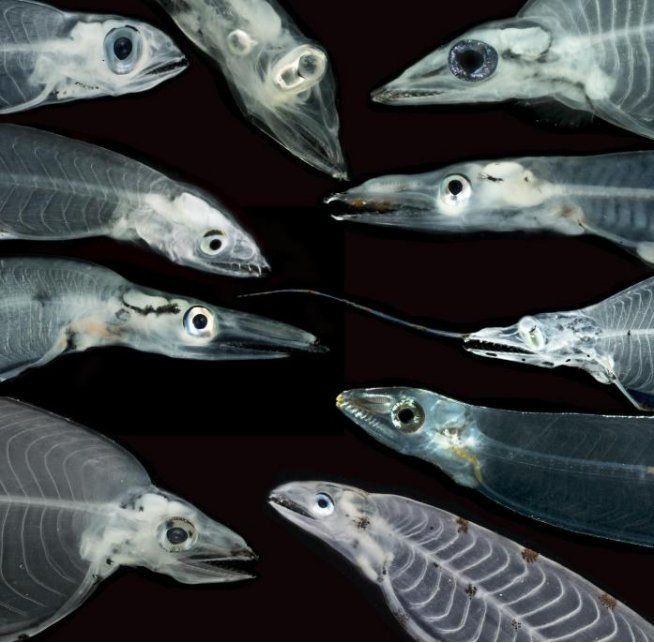 鰻魚身體結構示意圖