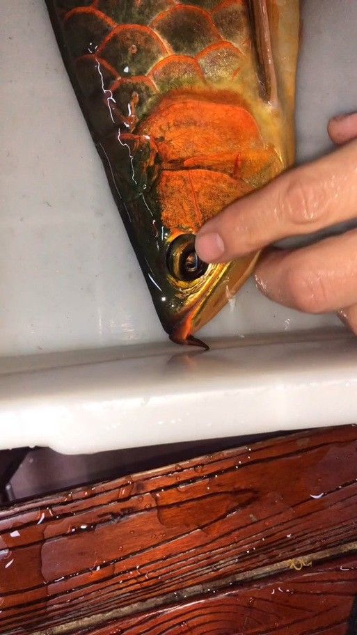 紅龍魚掉眼圖片欣賞