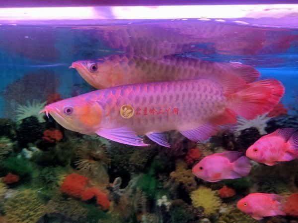 哪些紅龍魚血統證書比較權威？