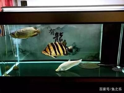 龍魚躲在魚缸的角落里不動：龍魚躲在魚缸角落不愛動怎么辦 龍魚躲在魚缸的角落里不動：龍魚躲在魚缸角落不愛動怎么辦 龍魚百科 第2張