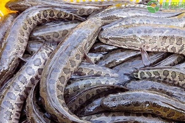 龍魚和黑魚那個有刺：龍利魚和黑魚哪個更有刺