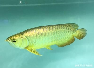 龍魚水質檢測哪些：養龍魚水質檢測標準
