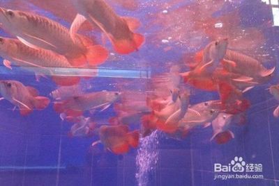 紅龍魚苗的挑選要點：如何挑選紅龍魚苗