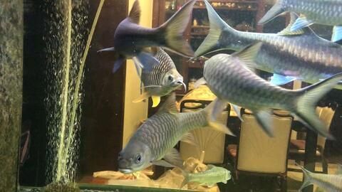 檸檬鯽魚能和龍魚一起養嗎（檸檬鯽魚能和龍魚一起養嗎檸檬鯽魚和龍魚一起養嗎） 檸檬鯽魚能和龍魚一起養嗎（檸檬鯽魚能和龍魚一起養嗎檸檬鯽魚和龍魚一起養嗎） 龍魚百科 第1張