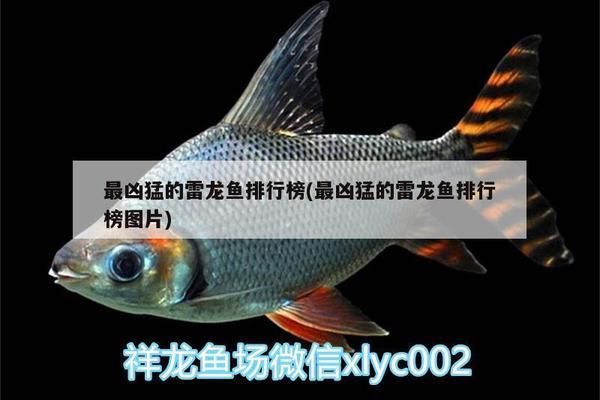 大型雷龍魚最漂亮排行榜最新：大型雷龍魚中最漂亮的品種排行榜 大型雷龍魚最漂亮排行榜最新：大型雷龍魚中最漂亮的品種排行榜 龍魚百科 第4張