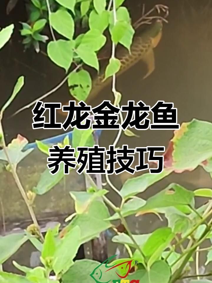 紅龍和金龍魚哪個更好養？