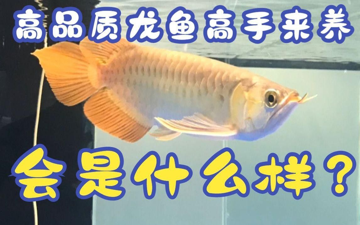 紅龍和金龍魚哪個更好養？