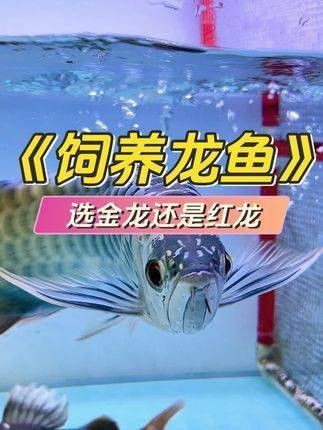 紅龍和金龍魚哪個更好養？