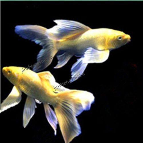 如何區分龍鳳魚的稀有品種？