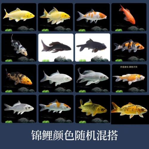如何區分龍鳳魚的稀有品種？