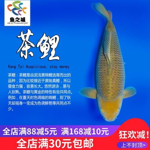如何區分龍鳳魚的稀有品種？