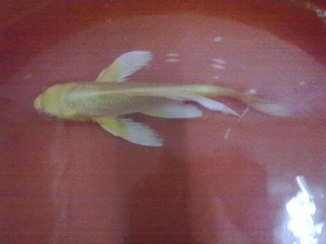 如何區分龍鳳魚的稀有品種？