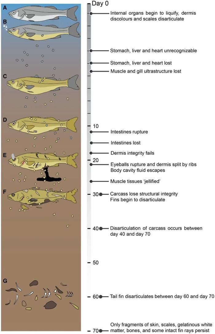 六角龍魚死亡后多久會腐爛？ 六角龍魚死亡后多久會腐爛？ 龍魚百科 第1張