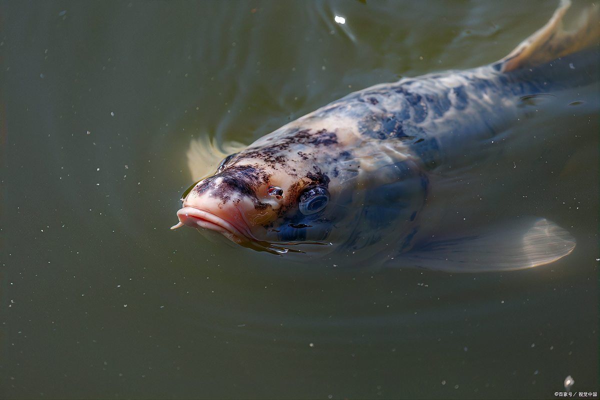 魚缸不缺氧魚也浮頭