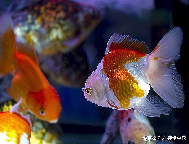 魚缸不缺氧魚也浮頭