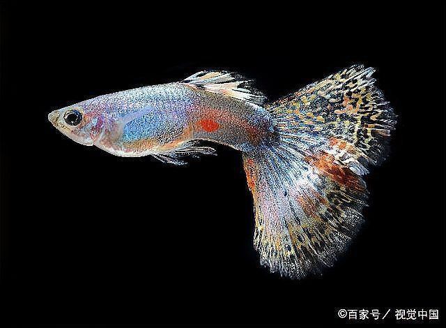 魚缸不缺氧魚也浮頭