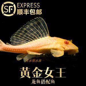 金龍魚能和清道夫一起養(yǎng)嗎：金龍魚能否和清道夫一起養(yǎng)，金龍魚能否和清道夫一起養(yǎng)嗎