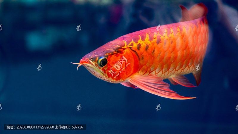 紅金龍魚圖片高清大圖