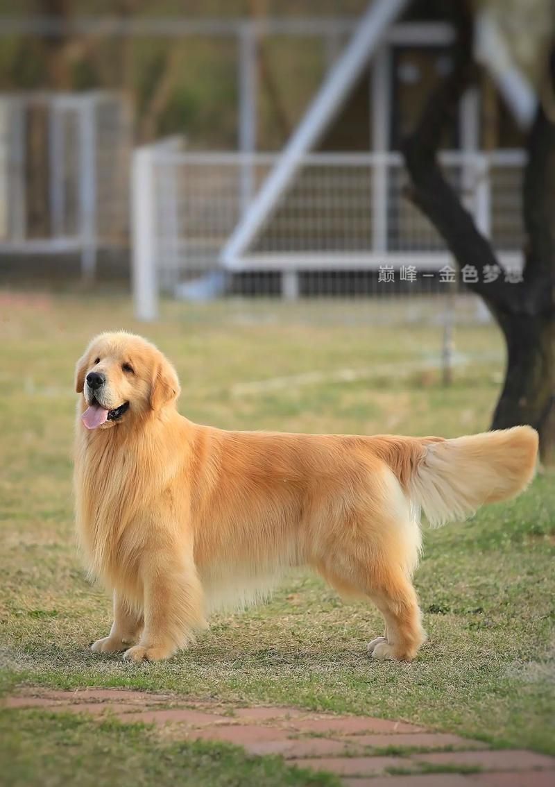賽級犬圖片