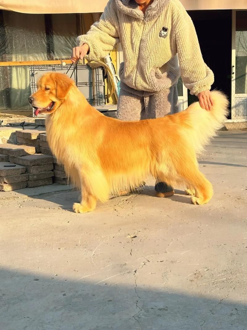 賽級犬圖片