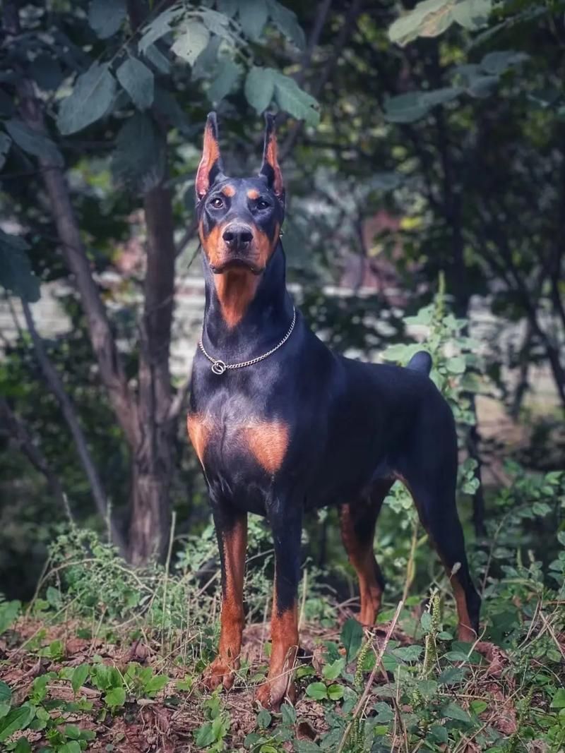 賽級犬圖片