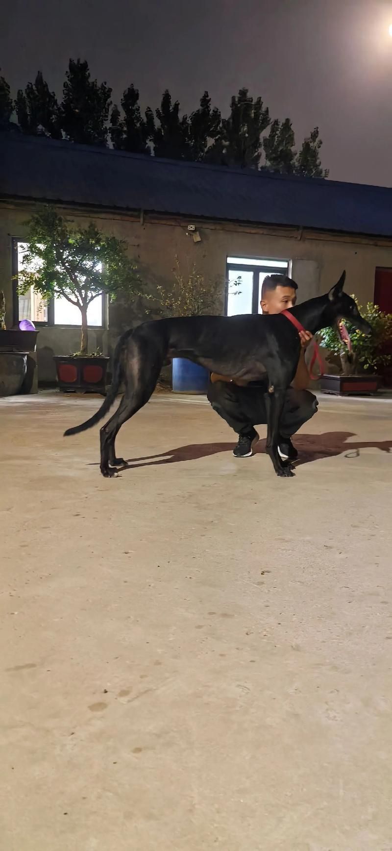 賽級犬圖片