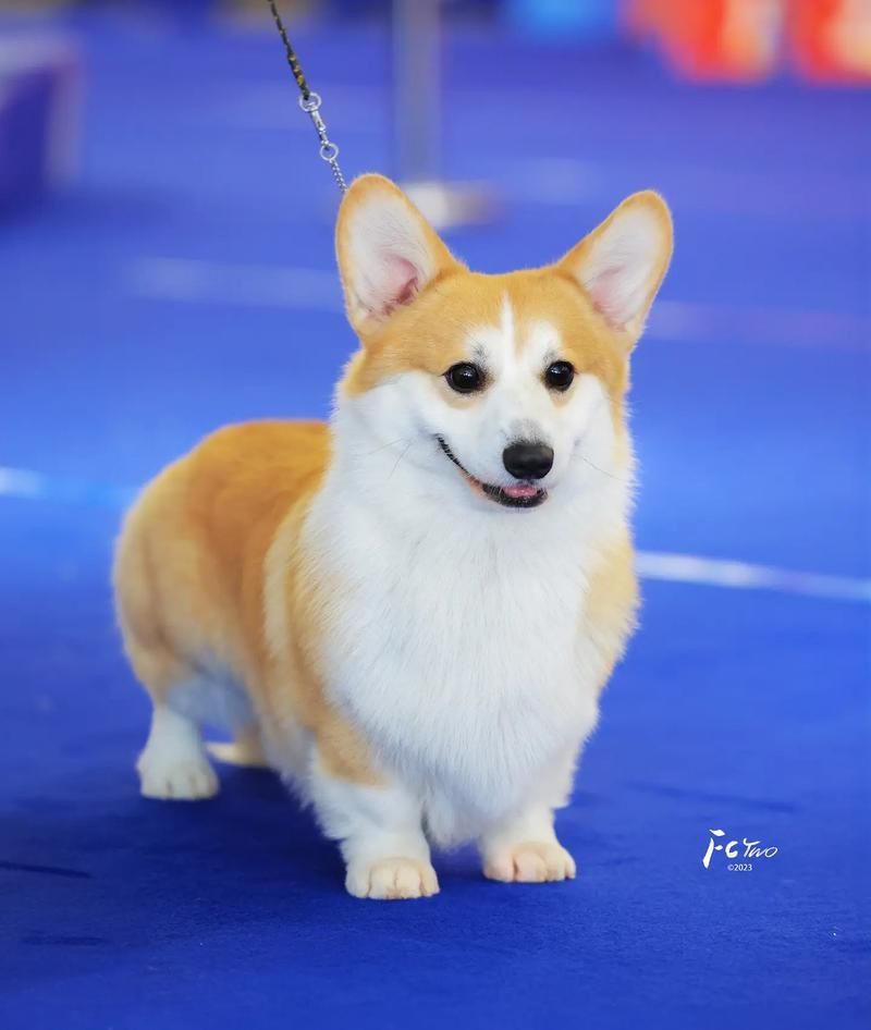 賽級犬圖片
