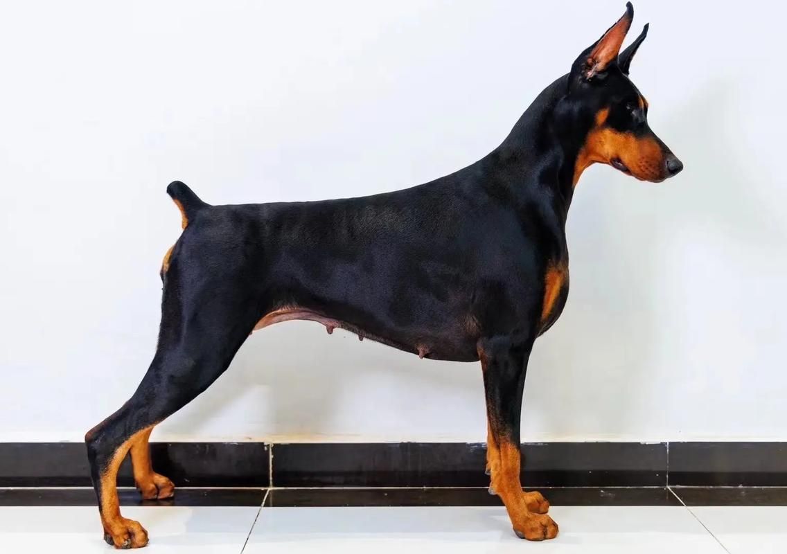 賽級犬圖片