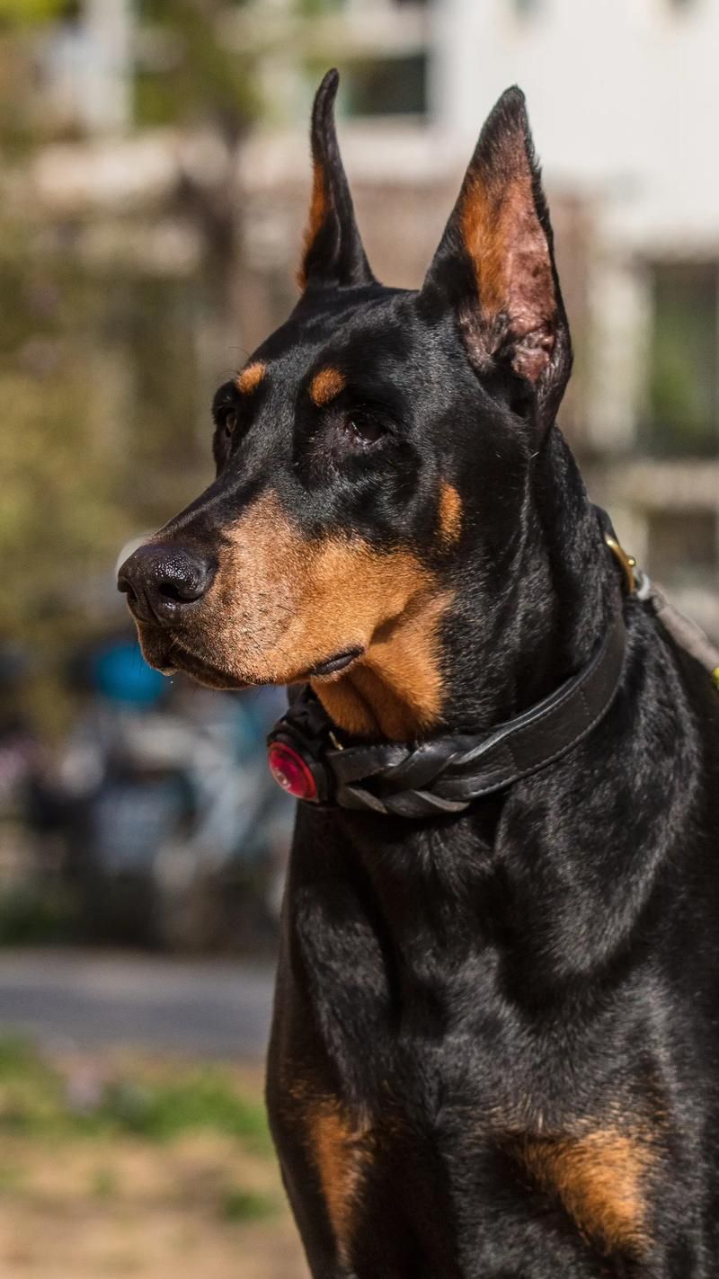 賽級犬圖片