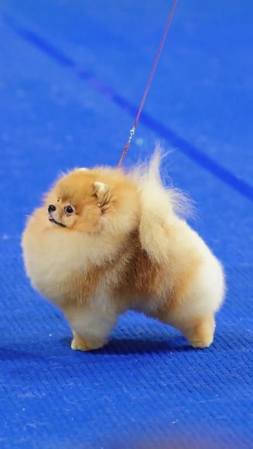 賽級犬圖片