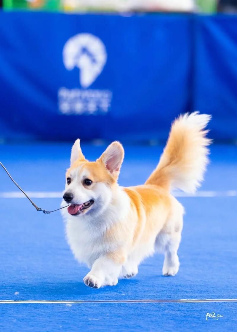 賽級犬圖片