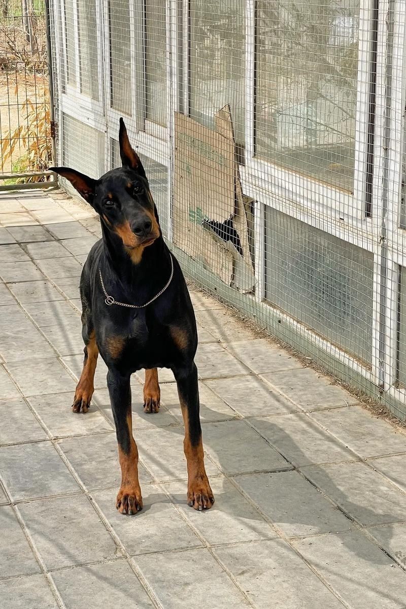 賽級犬圖片