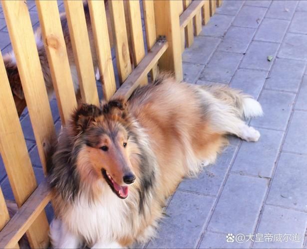 賽級犬圖片