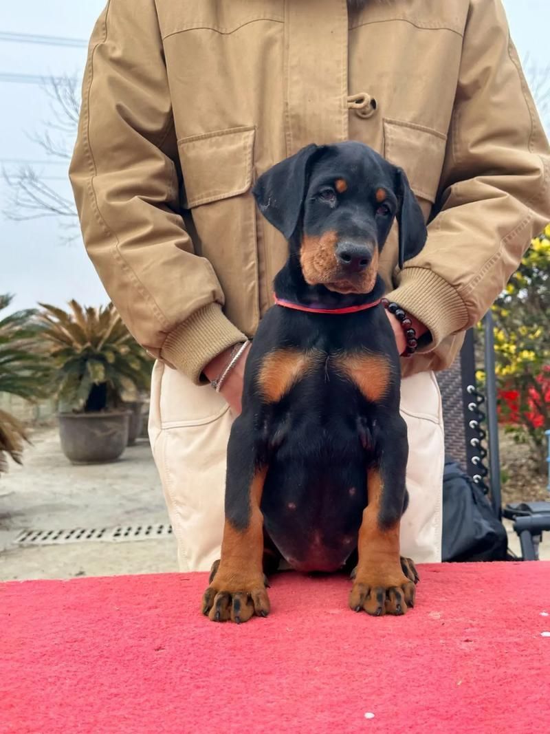 賽級犬圖片
