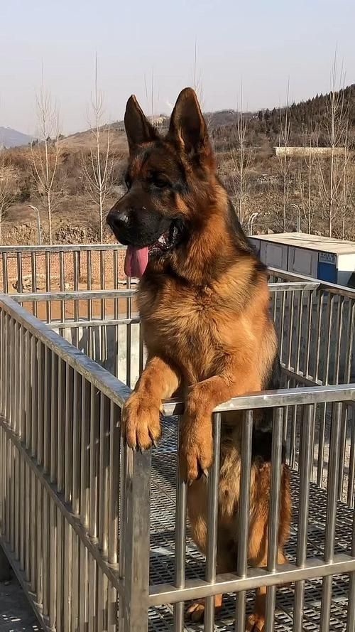 賽級犬圖片