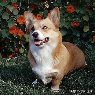 賽級犬圖片