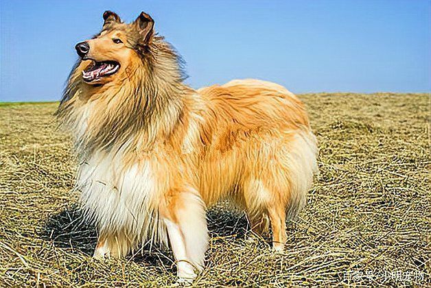 賽級犬圖片