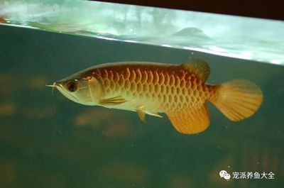 龍魚最怕什么氣味呢：龍魚最怕什么樣的氣味？ 龍魚最怕什么氣味呢：龍魚最怕什么樣的氣味？ 龍魚百科 第3張
