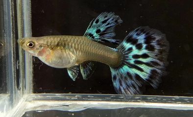 龍魚缸下層魚，龍魚缸下層魚養殖技巧 龍魚缸下層魚，龍魚缸下層魚養殖技巧 龍魚百科 第4張