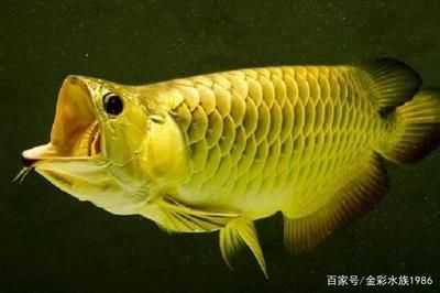 養一條龍魚有啥寓意：養龍魚有什么寓意？