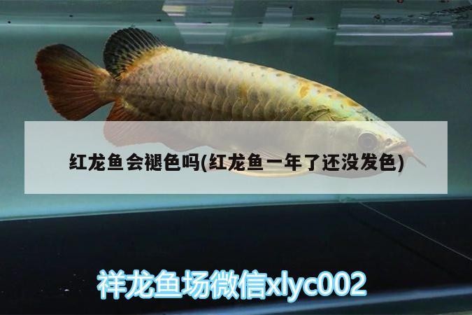 賽罕區侯振華錦鯉養殖場（賽罕區侯振華錦鯉養殖場地址）