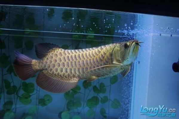 如何選擇龍魚幼魚：新手選擇龍魚幼魚時需要考慮的關鍵因素和注意事項 如何選擇龍魚幼魚：新手選擇龍魚幼魚時需要考慮的關鍵因素和注意事項 龍魚百科 第2張