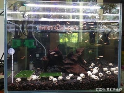 新手養魚魚缸推薦（新手養魚選擇魚缸時，需要考慮哪些因素）
