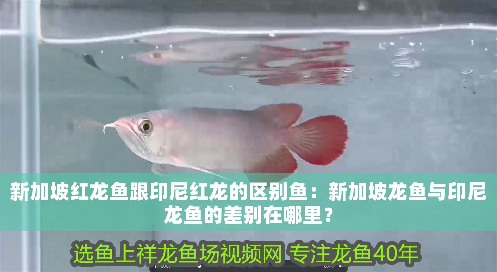 新加坡紅龍魚(yú)跟印尼紅龍的區(qū)別魚(yú)：新加坡龍魚(yú)與印尼龍魚(yú)的差別在哪里？