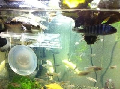 底濾魚缸水渾濁 底濾魚缸水渾濁 魚缸百科 第3張