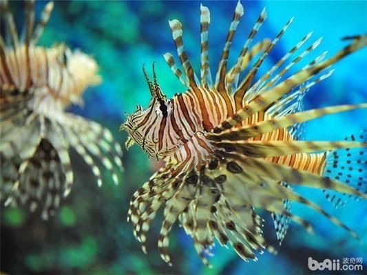 海水魚(yú)缸溫度控制技巧：養(yǎng)海水魚(yú)需要適宜的水溫