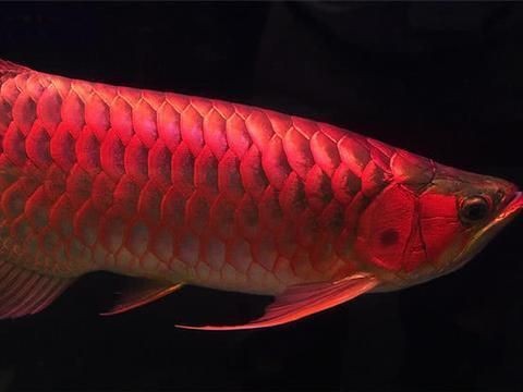 500萬龍魚：500萬龍魚養(yǎng)殖基地探訪紅龍魚繁殖技術(shù)揭秘