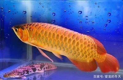 金龍魚什么時候有珠鱗：什么是金龍魚的珠鱗