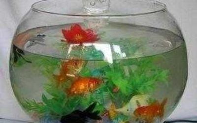 觀賞魚的種類有哪些：紅綠燈魚,觀賞魚,紅綠燈魚觀賞魚品種